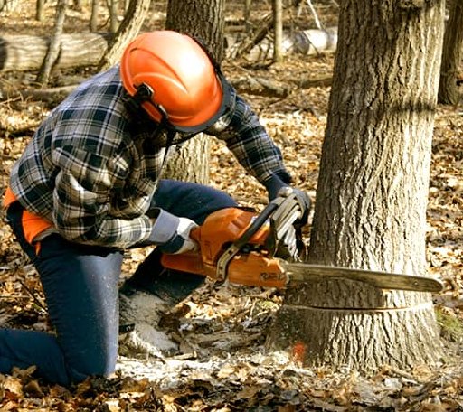 Tree Removal in Lake Katrine, NY